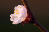 Apricot tree_02