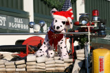 Dalmation on Fire Truck.JPG