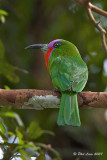 Red-Bearded Bee-Eater