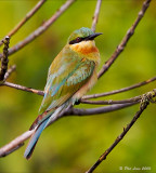 Blue-Tailed Bee-Eater