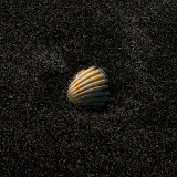 Shell & Sand