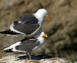 Mating Gulls