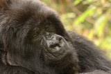 Sabana
