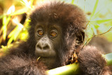 Mountain Gorillas From Hirwa Group, Rwanda