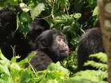 One of the many juvenile gorillas in the group. Habinyanja has a total of 22 gorillas, and is the largest tourist group in the Bwindi Impenetrable National Park.