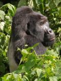 Rwansigazi basks in the bright equatorial sun.