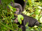 The star of our visit, Rukundo's 3-month-old baby, plays peek-a-boo with the humans.