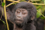 Mountain Gorillas of Rwanda and Uganda, Jan. 2007