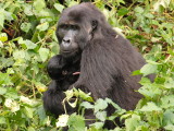 This is another of the group's females named Binyonko, with her baby Kavuyo.