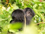 The two juveniles continue to tussle.