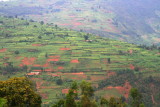 Rwanda is called the Land of a Thousand Hills, and it seems like all of the hills are cultivated.