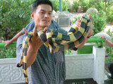 Tiger Snakes at the Bangkok Snake Farm