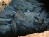 The Sacred Cave Fish -- Mae Hong Son