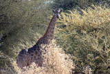 Giraffe -- our first game sighting