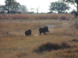 Warthogs raise their tails as they run away