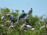 Collection of yellow-billed and marabou storks