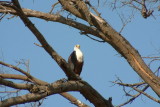 African Fish Eagle