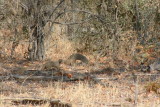 Banded Mongoose