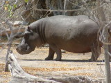 A big hippo wanders near the permanent water of the Delta