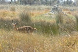 A male reedbuck