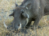 Warthog kneeling to gather food
