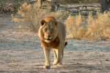 Solitary male lion