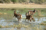 Waterbuck frightened by our approach