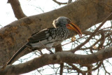 This yellow-billed hornbill mocked us from a tree as we ate lunch.