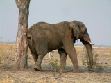 An elephant scratches its rear end on a tree