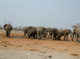 A group of bull elephants jostle for access to a small waterhole