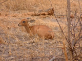 Young impala