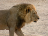 One of the Savuti Pride males