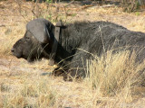 Cape buffalo with tracking collar