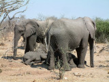 Young elephants sleep while the adults stand guard