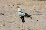 Secretary bird