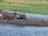 Hippos in the Chobe River