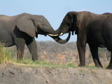 Elephants greeting one another