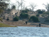 Elephants hurry to the river to drink at the end of a day without water
