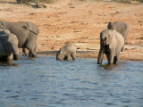 Baby elephants cannot drink using their trunks -- so they resort to a more direct method