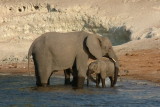 Elephant mother and calf