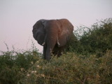 A matriarch elephant threatens us from a ledge above the river