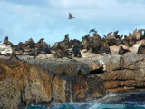 Cape Fur Seals on Seal Island