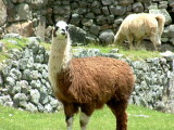 A number of llamas inhabit Machu Picchu