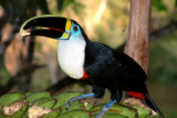 A wild Yellow-ridged Toucan at the Lodge