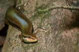 Lizard near the Lodge