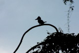 Kingfisher silhouette