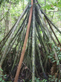 Walking tree roots
