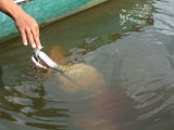 Hand-feeding an elusive pink dolphin