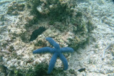 A blue starfish in the water near Mounu Island