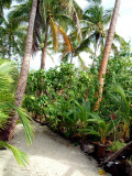 Path through the forest between our fale and the main building